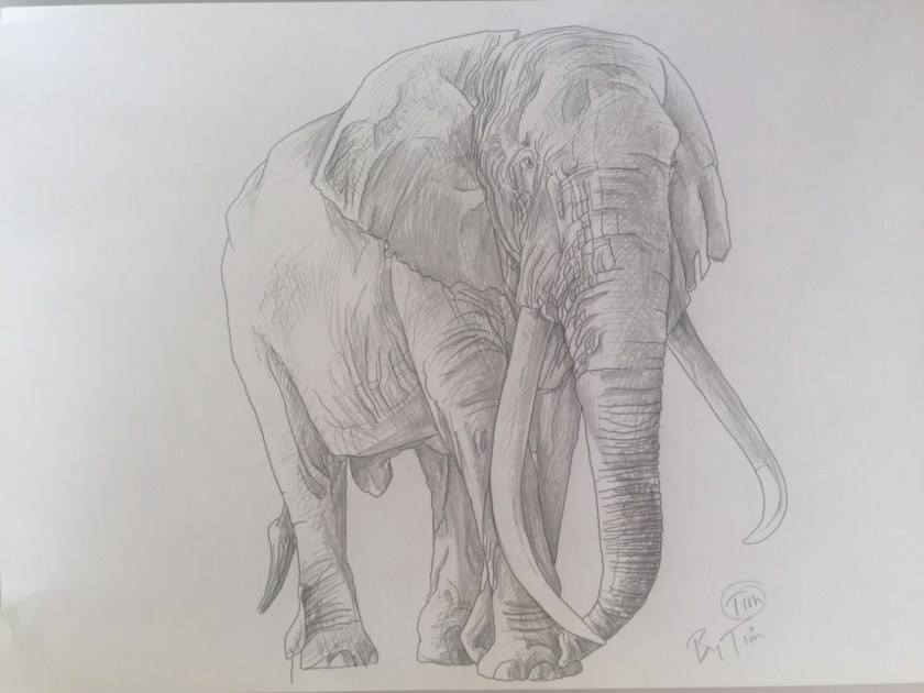 elephant TIM by TIM.jpg